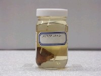 藏品(黑天竺鯛)的圖片